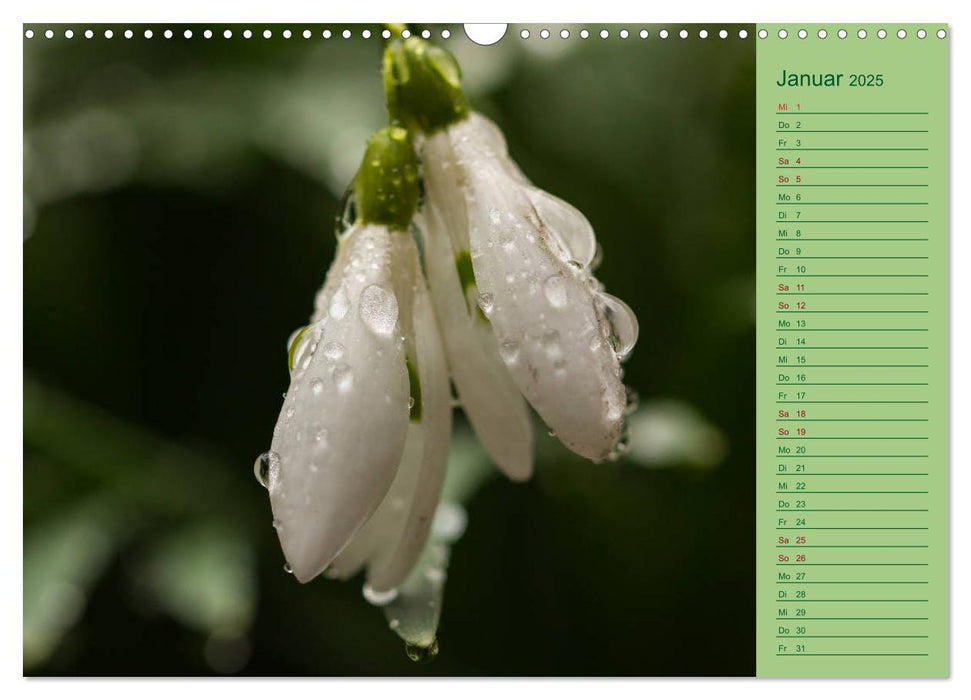 Blumen und Blüten im Garten hinterm Haus (CALVENDO Wandkalender 2025)