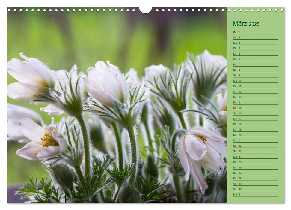 Blumen und Blüten im Garten hinterm Haus (CALVENDO Wandkalender 2025)