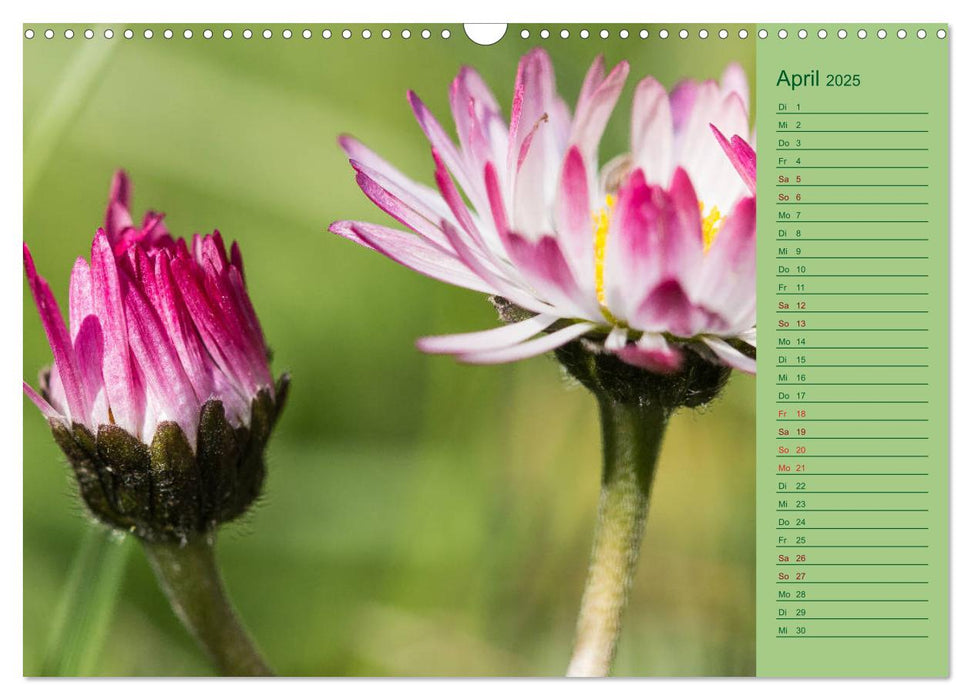 Blumen und Blüten im Garten hinterm Haus (CALVENDO Wandkalender 2025)