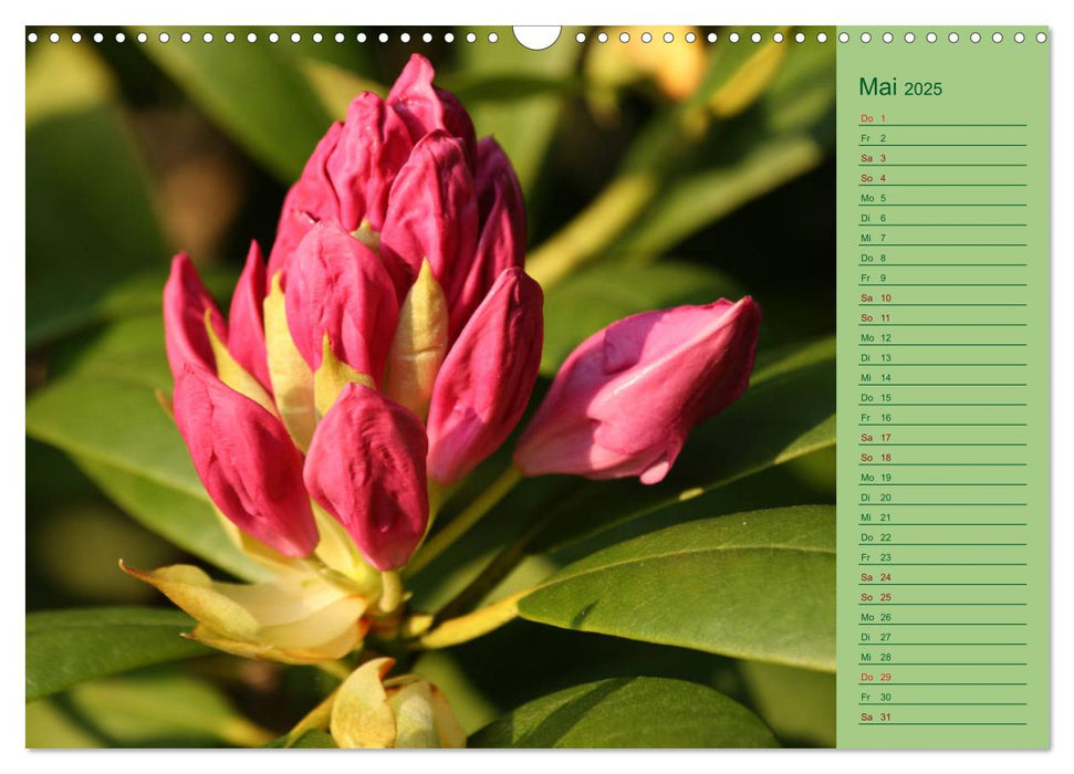 Blumen und Blüten im Garten hinterm Haus (CALVENDO Wandkalender 2025)