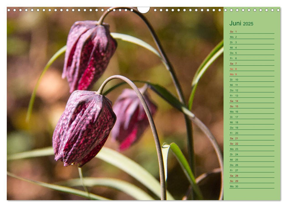 Blumen und Blüten im Garten hinterm Haus (CALVENDO Wandkalender 2025)