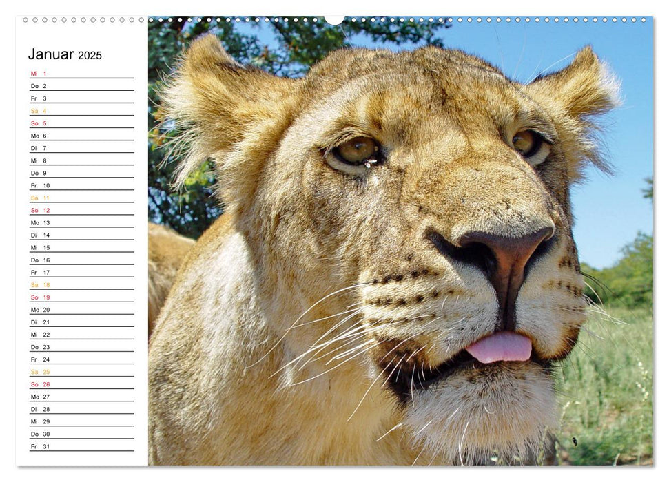 LION KING SELFIES Löwen hautnah (CALVENDO Wandkalender 2025)