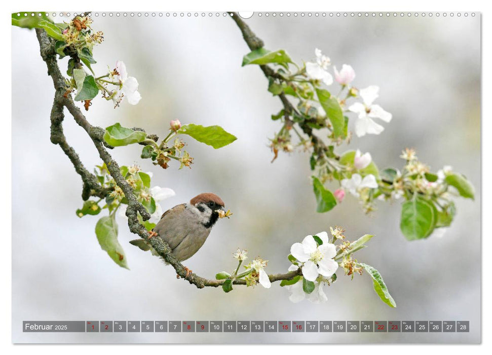 Spatzen (CALVENDO Wandkalender 2025)