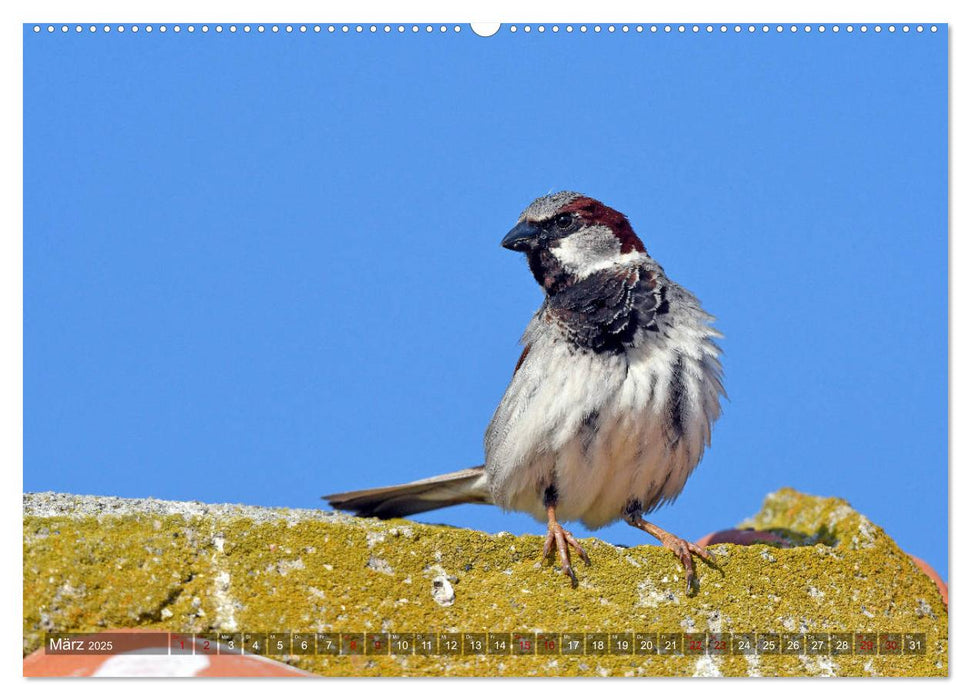 Spatzen (CALVENDO Wandkalender 2025)