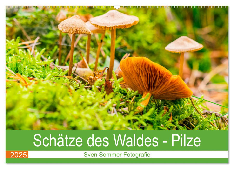 Schätze des Waldes - Pilze (CALVENDO Wandkalender 2025)