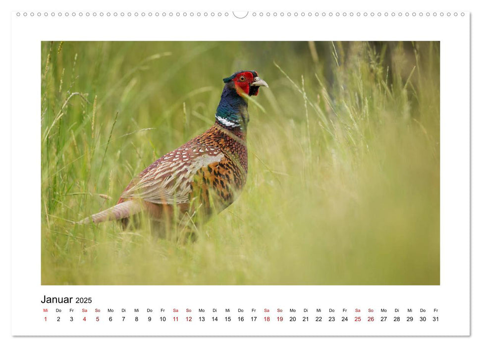 Deutschlands Wildtiere (CALVENDO Premium Wandkalender 2025)