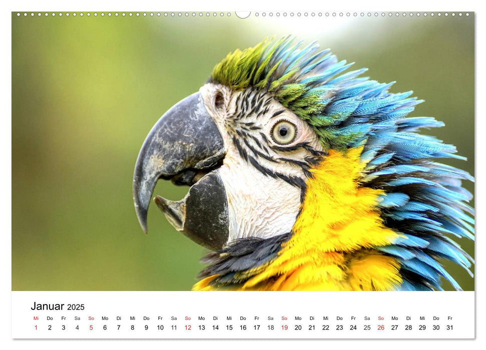 Papageien. Knallbunte Aras und Co. (CALVENDO Premium Wandkalender 2025)