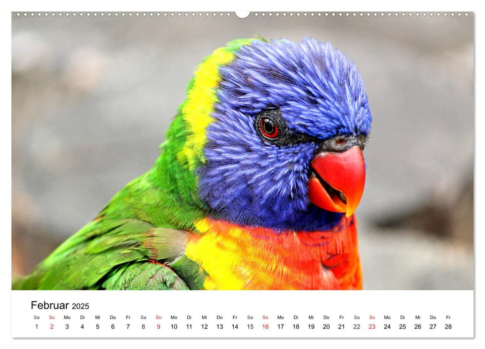 Papageien. Knallbunte Aras und Co. (CALVENDO Premium Wandkalender 2025)