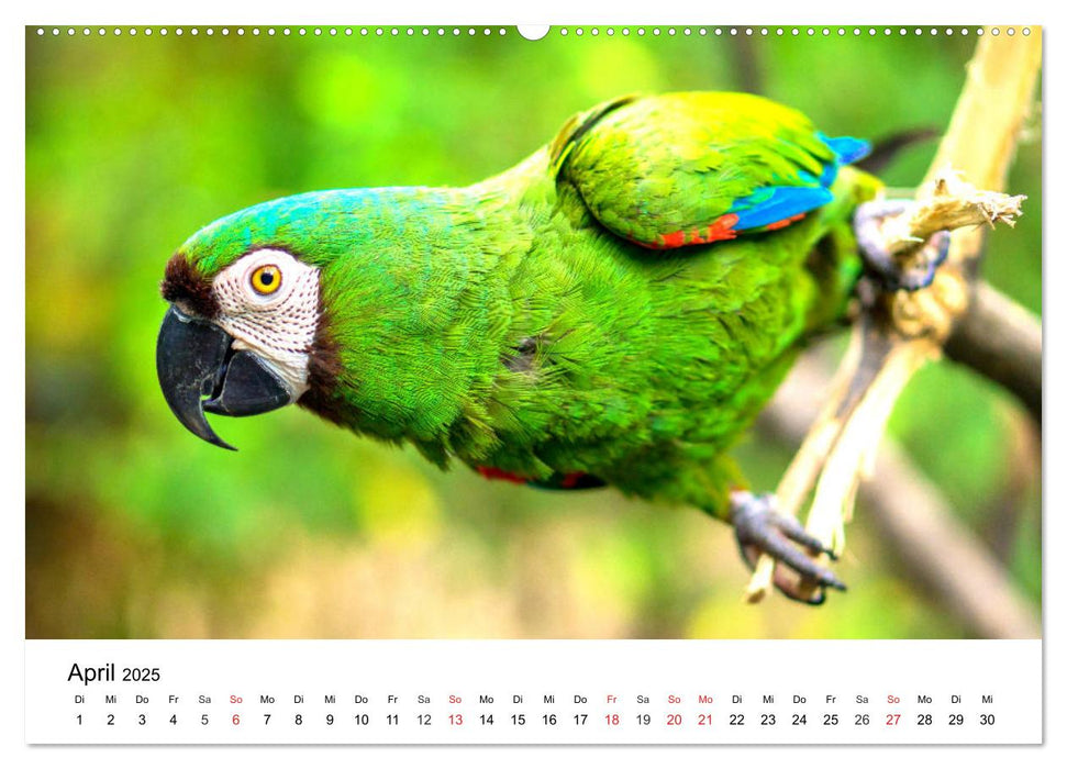 Papageien. Knallbunte Aras und Co. (CALVENDO Premium Wandkalender 2025)