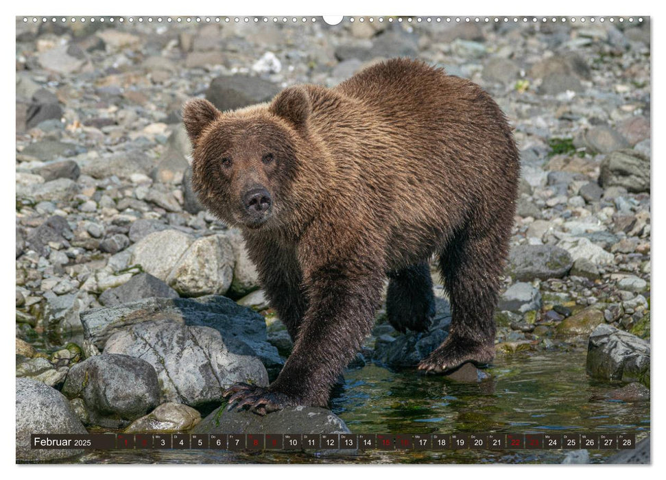 Grizzlybären im Katmai Nationalpark Alaska (CALVENDO Premium Wandkalender 2025)