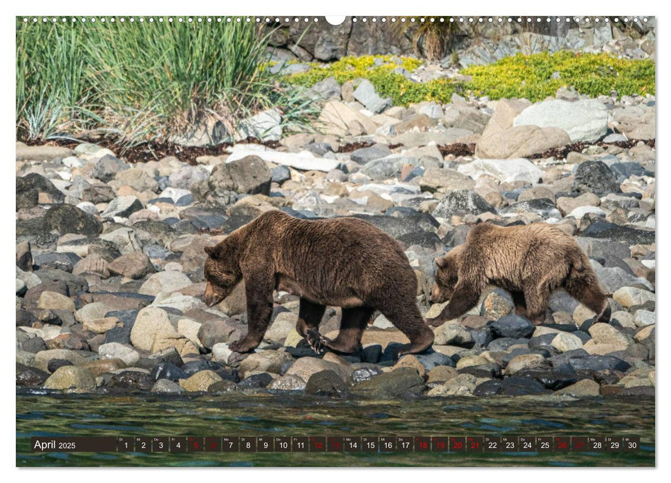 Grizzlybären im Katmai Nationalpark Alaska (CALVENDO Premium Wandkalender 2025)