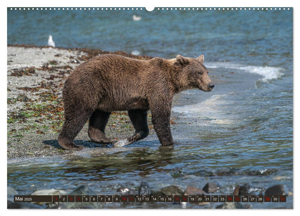 Grizzlybären im Katmai Nationalpark Alaska (CALVENDO Premium Wandkalender 2025)