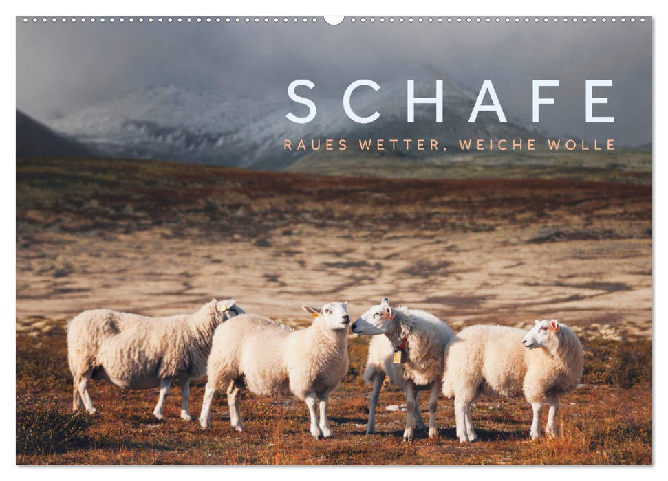 Schafe - Raues Wetter, weiche Wolle (CALVENDO Wandkalender 2025)