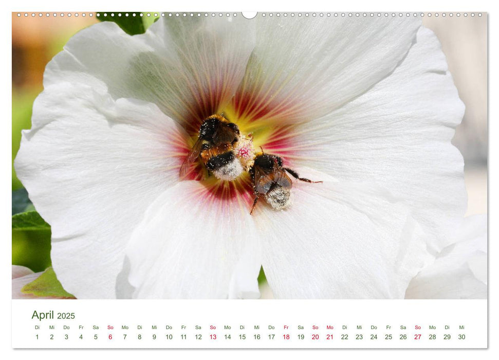 Gartenlust im Frühling und Sommer (CALVENDO Premium Wandkalender 2025)