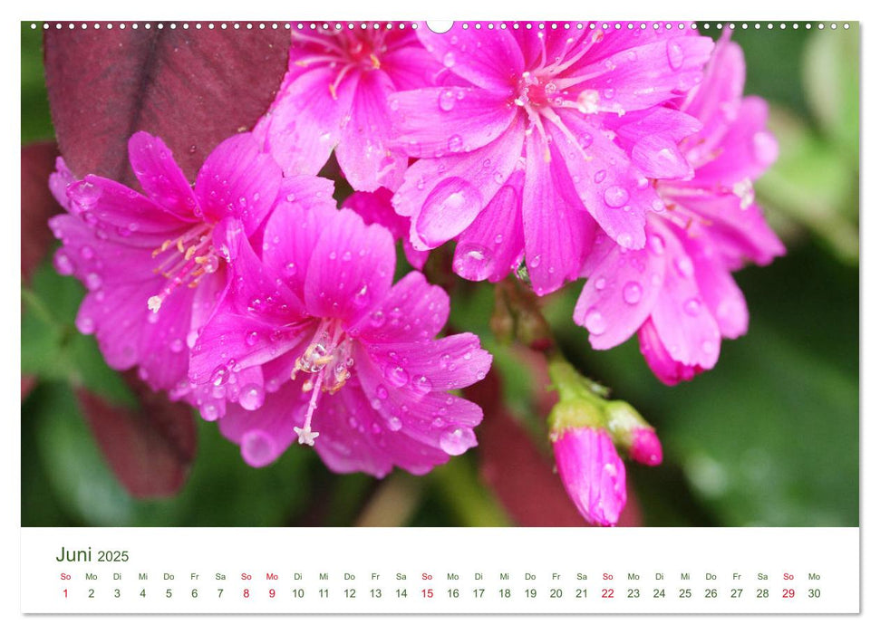 Gartenlust im Frühling und Sommer (CALVENDO Premium Wandkalender 2025)