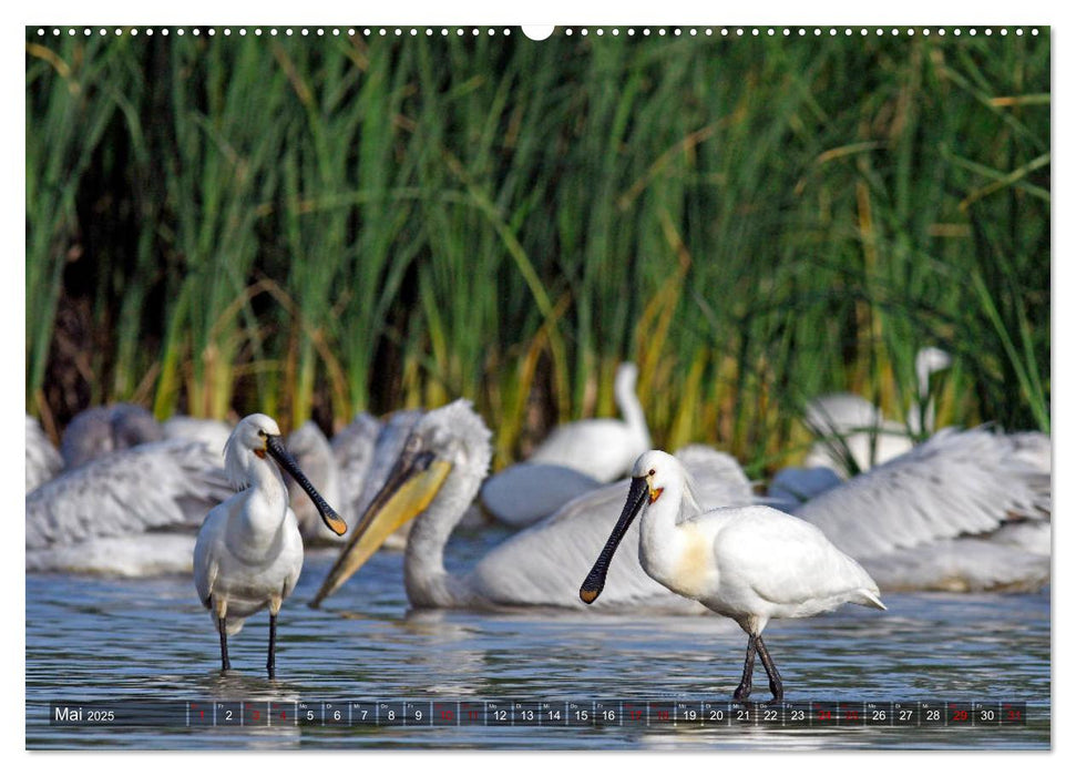 Reiher - Stille Jäger der Gewässer (CALVENDO Premium Wandkalender 2025)