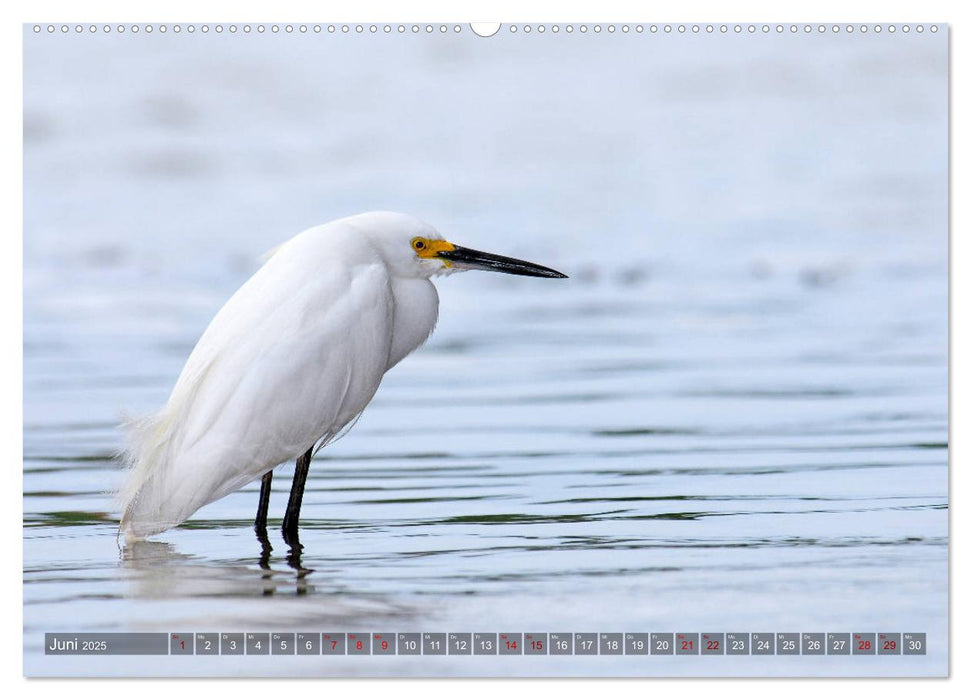 Reiher - Stille Jäger der Gewässer (CALVENDO Premium Wandkalender 2025)