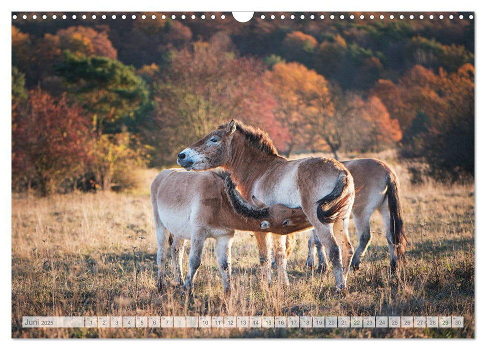 Herzenspferde 2025 (CALVENDO Wandkalender 2025)