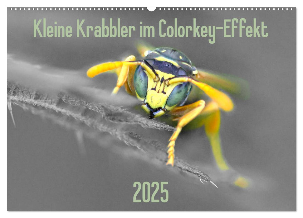 Kleine Krabbler im Colorkey-Effekt (CALVENDO Wandkalender 2025)