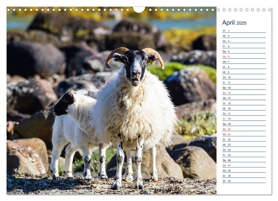 Isle of Mull - Ein schottisches Naturparadies (CALVENDO Wandkalender 2025)