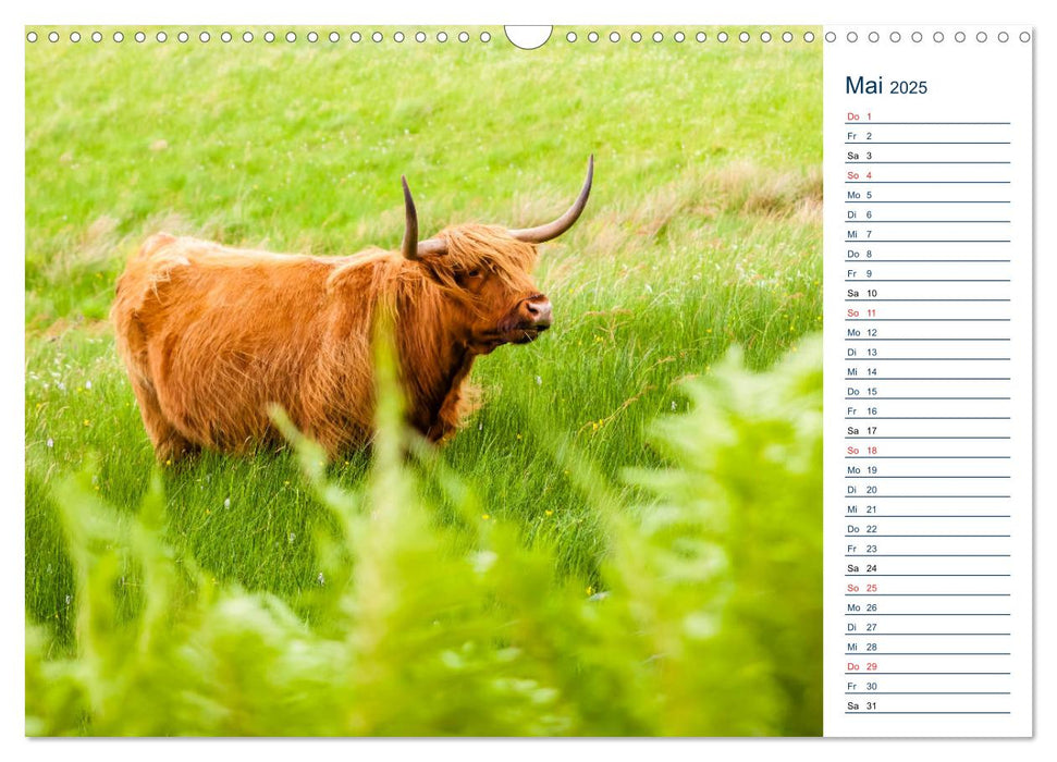 Isle of Mull - Ein schottisches Naturparadies (CALVENDO Wandkalender 2025)