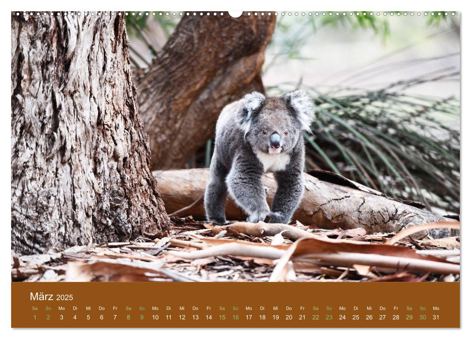 Koalas, putzige Gesellen (CALVENDO Premium Wandkalender 2025)