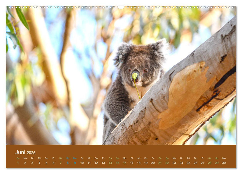 Koalas, putzige Gesellen (CALVENDO Premium Wandkalender 2025)