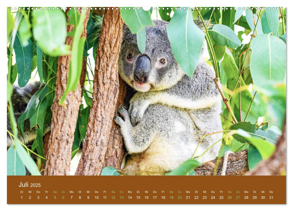 Koalas, putzige Gesellen (CALVENDO Premium Wandkalender 2025)