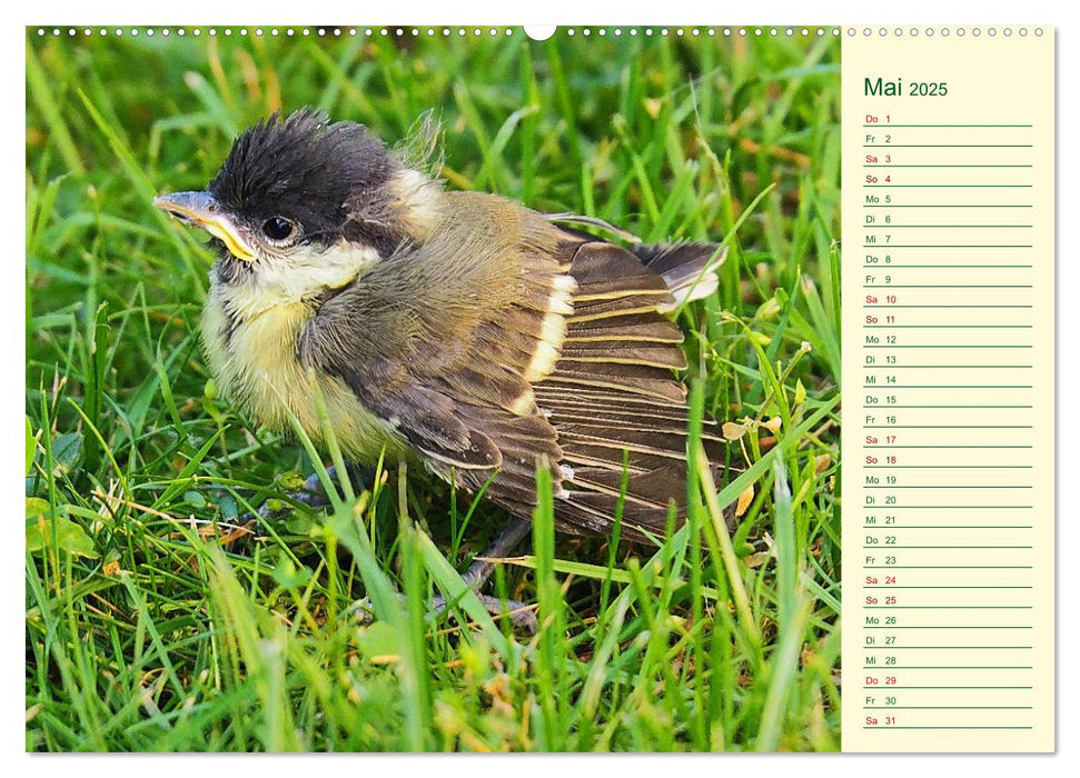 Sächsisches Naturschutzgebiet zwischen Colditz und Leisnig (CALVENDO Wandkalender 2025)