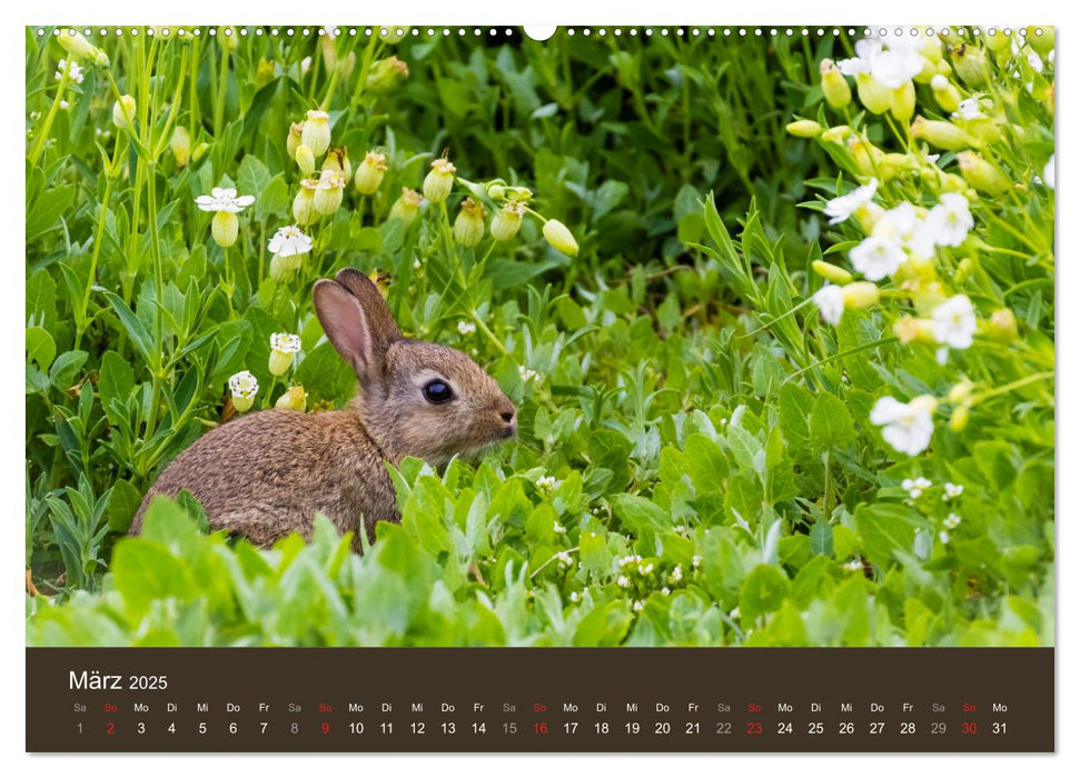 Isle of May - Ein schottisches Vogelparadies (CALVENDO Wandkalender 2025)