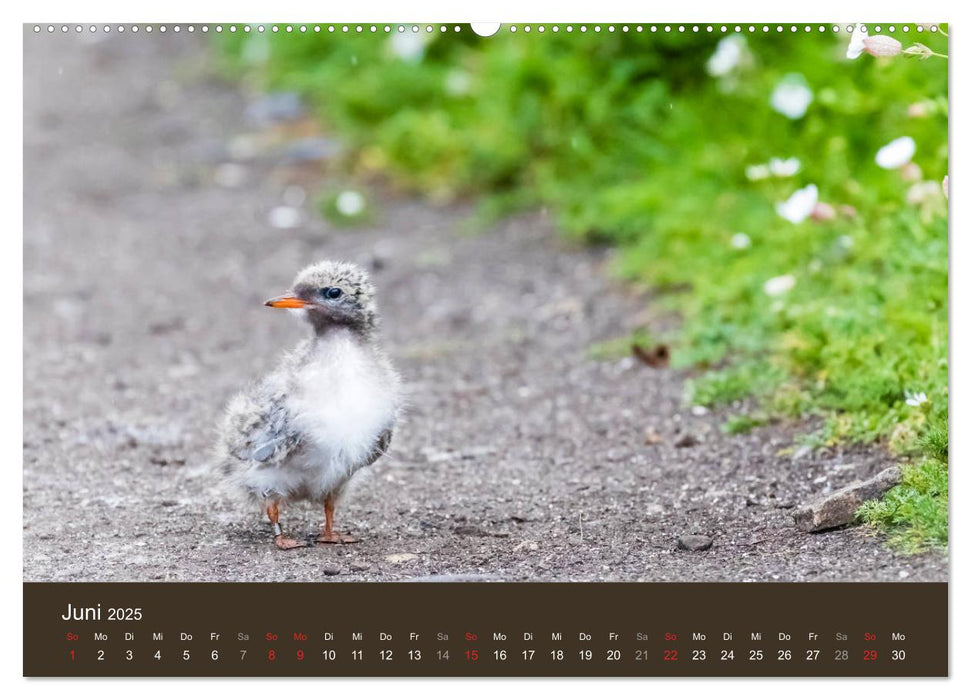 Isle of May - Ein schottisches Vogelparadies (CALVENDO Wandkalender 2025)