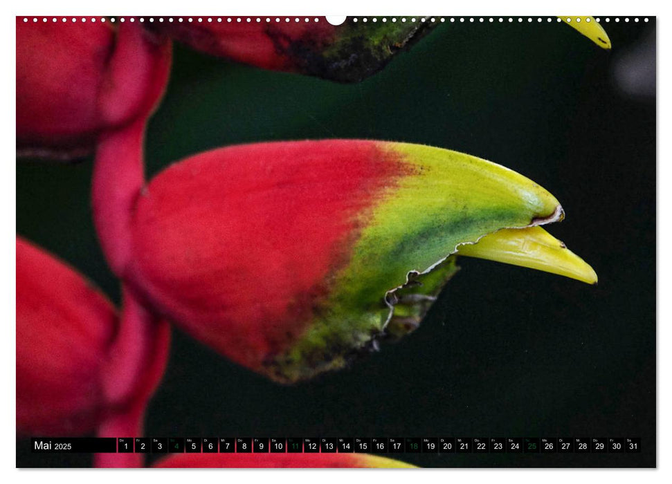 Flora und Fauna in Malaysia und Indonesien (CALVENDO Wandkalender 2025)