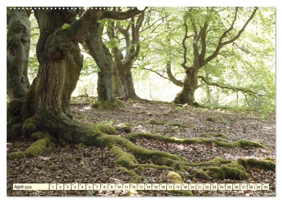 Zauberhaftes, die Natur als Künstler (CALVENDO Premium Wandkalender 2025)