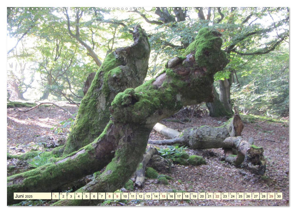 Zauberhaftes, die Natur als Künstler (CALVENDO Premium Wandkalender 2025)