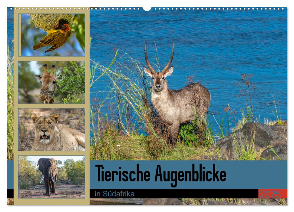 Tierische Augenblicke in Südafrika (CALVENDO Wandkalender 2025)