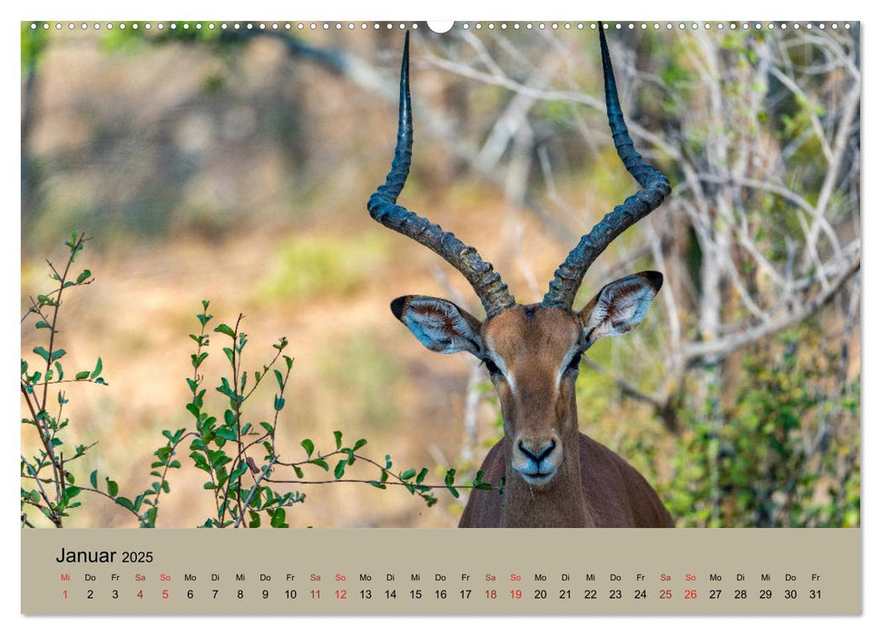 Tierische Augenblicke in Südafrika (CALVENDO Wandkalender 2025)