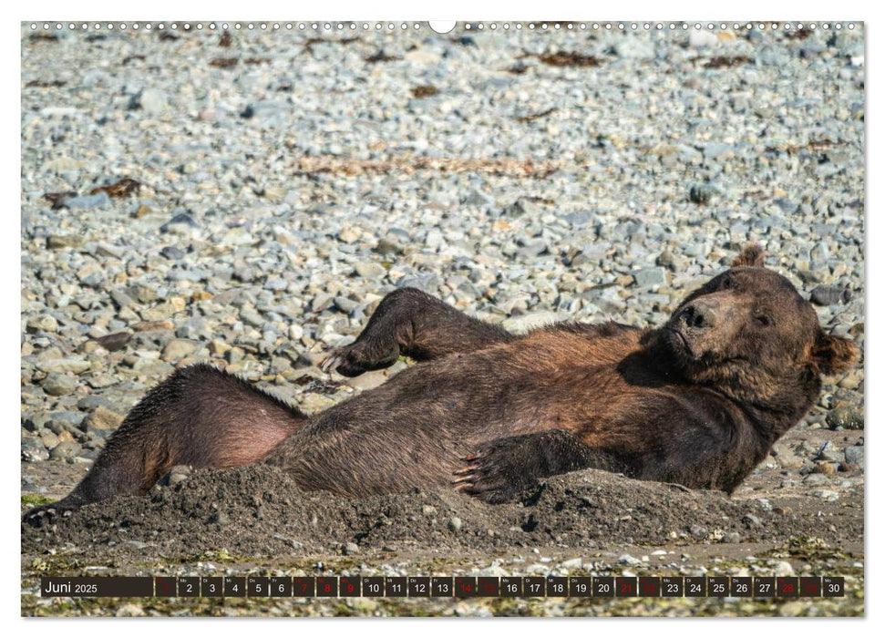 Grizzlybären im Katmai Nationalpark Alaska (CALVENDO Wandkalender 2025)