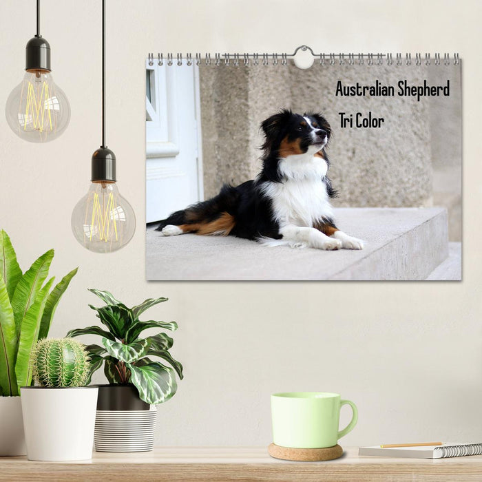 Australian Shepherd Tri Color (CALVENDO Wandkalender 2025)