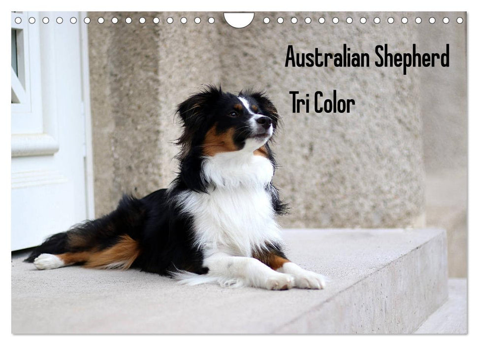 Australian Shepherd Tri Color (CALVENDO Wandkalender 2025)