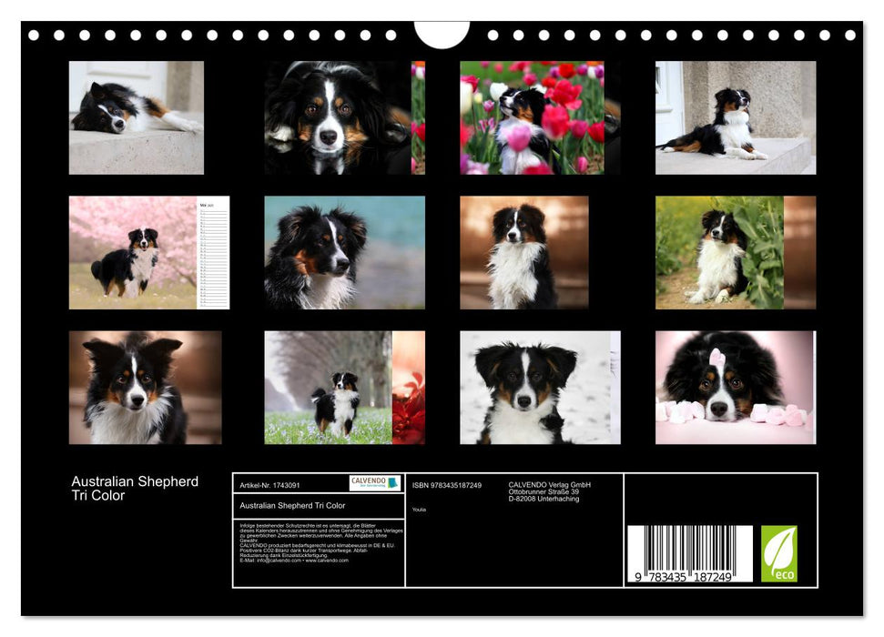 Australian Shepherd Tri Color (CALVENDO Wandkalender 2025)