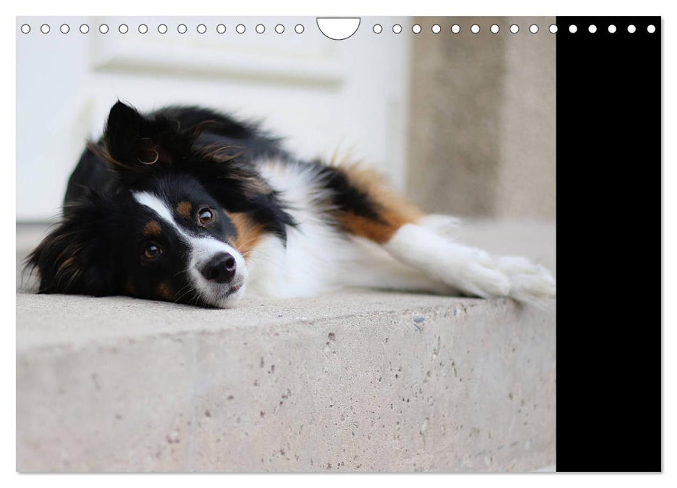 Australian Shepherd Tri Color (CALVENDO Wandkalender 2025)