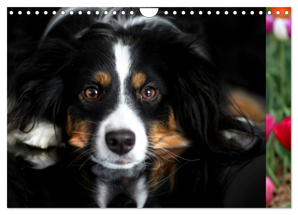 Australian Shepherd Tri Color (CALVENDO Wandkalender 2025)