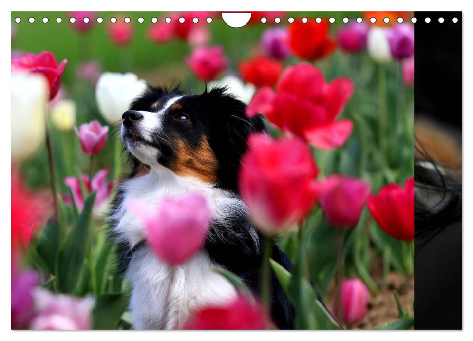 Australian Shepherd Tri Color (CALVENDO Wandkalender 2025)