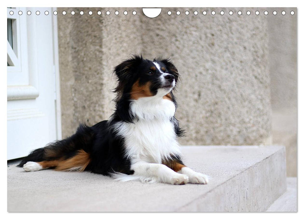 Australian Shepherd Tri Color (CALVENDO Wandkalender 2025)