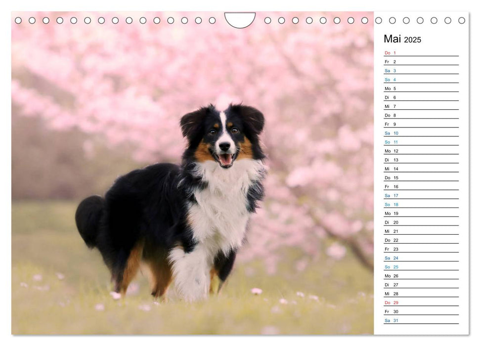 Australian Shepherd Tri Color (CALVENDO Wandkalender 2025)