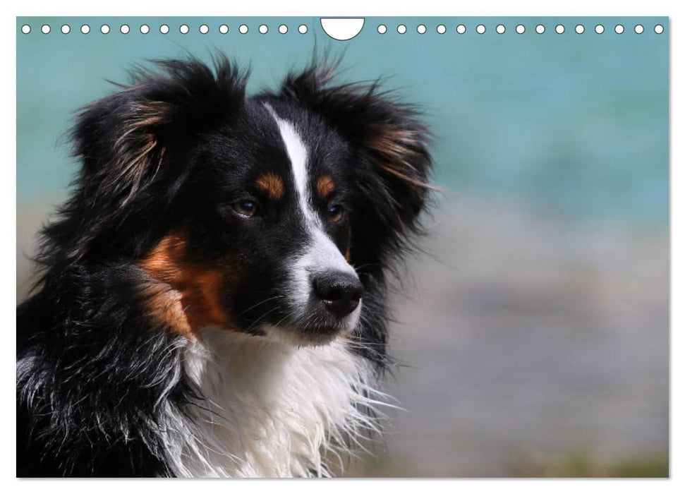 Australian Shepherd Tri Color (CALVENDO Wandkalender 2025)