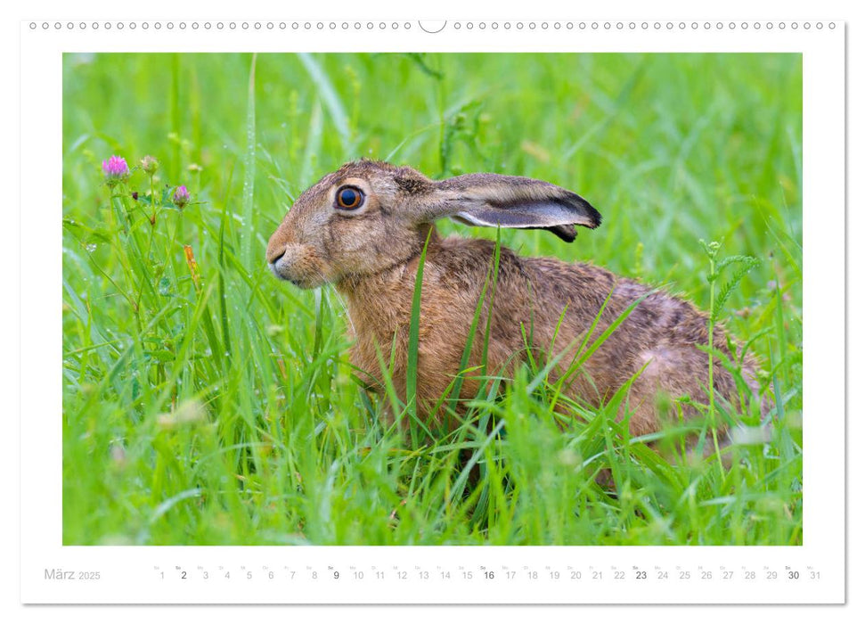 Der Feldhase (CALVENDO Premium Wandkalender 2025)