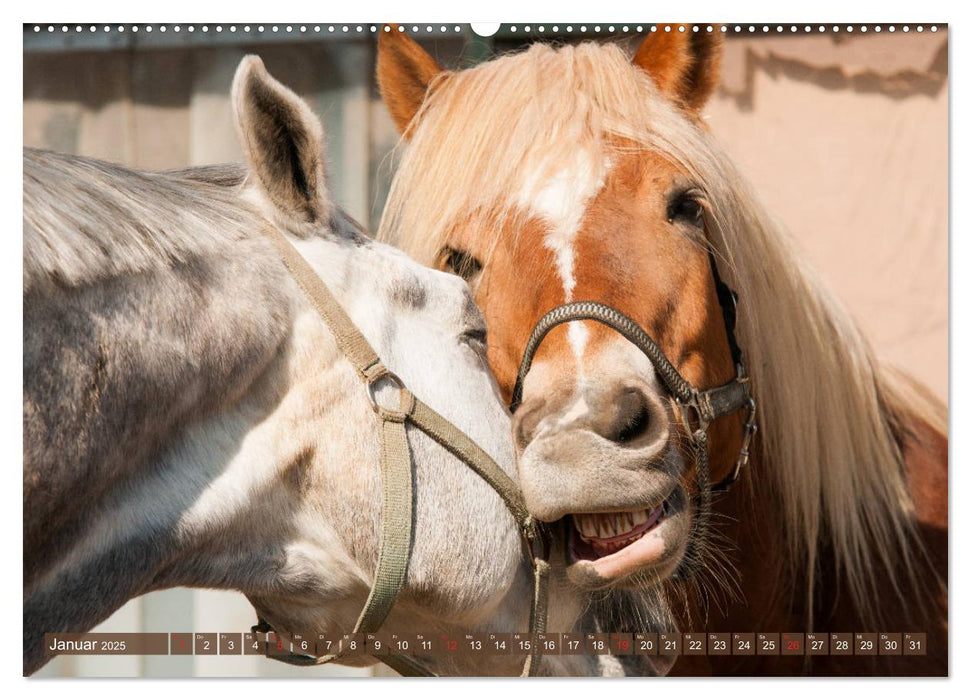 Das Lachen der Pferde - Lustige Gesichter (CALVENDO Premium Wandkalender 2025)