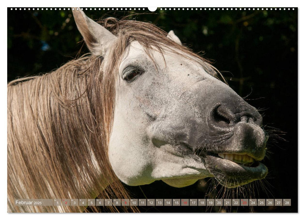 Das Lachen der Pferde - Lustige Gesichter (CALVENDO Premium Wandkalender 2025)