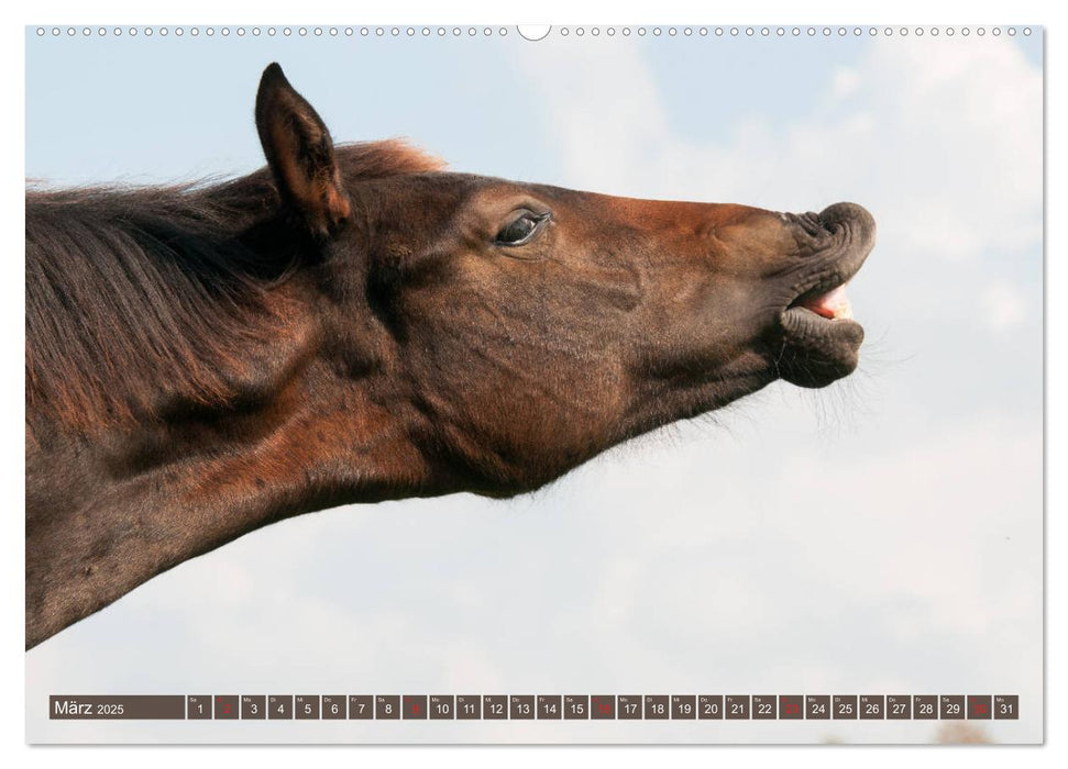 Das Lachen der Pferde - Lustige Gesichter (CALVENDO Premium Wandkalender 2025)